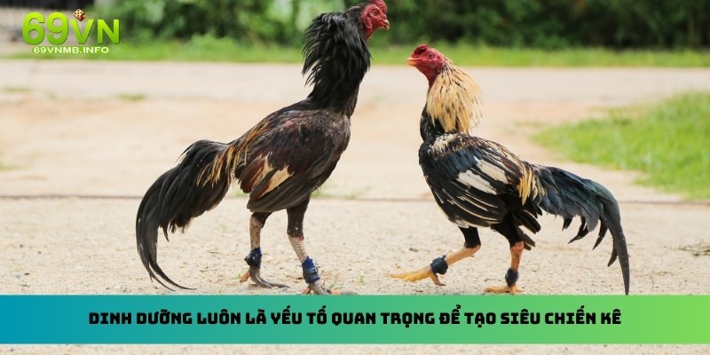 Dinh dưỡng luôn là yếu tố quan trọng để tạo siêu chiến kê