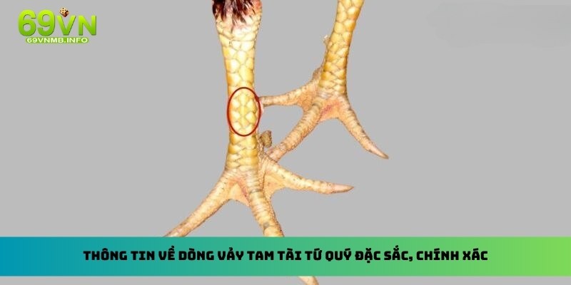 Thông tin về dòng vảy tam tài tứ quý đặc sắc, chính xác